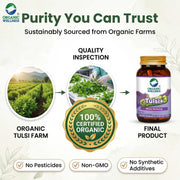 Organic Wellness Tulsi+ 90 Veg Capsules | Rama, Krishna & Vana Tulsi | Stress, Immunity & Respirator