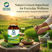 Organic Wellness Wheatgrass 90 Veg Capsules | Organic Triticum Aestivum | Chlorophyll-Rich Detox & E