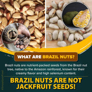 Urban Platter Brazil Nuts, 100g (Rich in Selenium | Superfood | Have 1 Daily | Product of Peru)