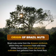 Urban Platter Brazil Nuts, 100g (Rich in Selenium | Superfood | Have 1 Daily | Product of Peru)