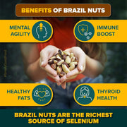 Urban Platter Brazil Nuts, 100g (Rich in Selenium | Superfood | Have 1 Daily | Product of Peru)