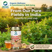Organic Wellness Tulsi Ginger 100g Tin | Loose Leaf Tulsi & Ginger Herbal Tea | Caffeine Free, Sooth